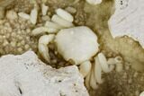 Fossil Crab (Potamon) Preserved in Travertine - Turkey #121370-3
